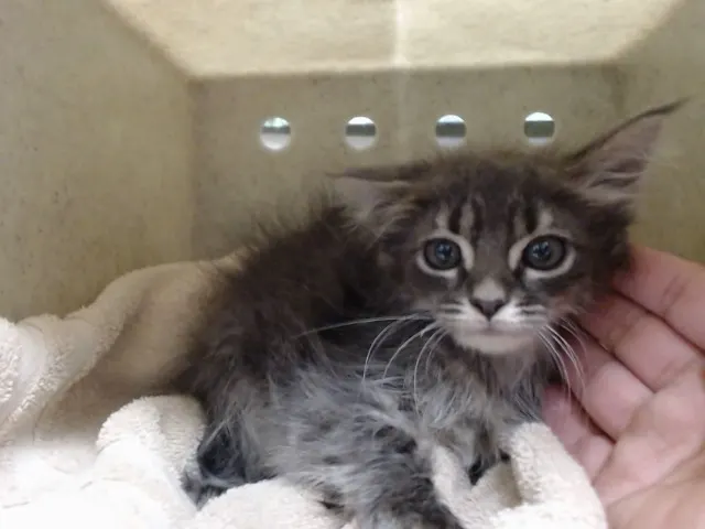 Adoptable Cat