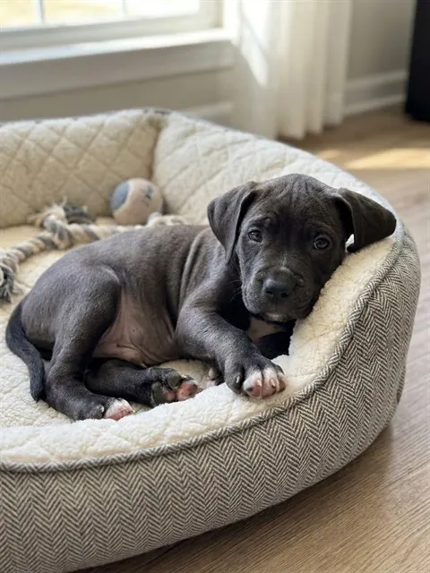 Adoptable Dog