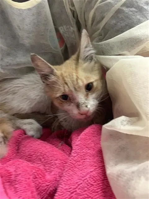 Adoptable Cat