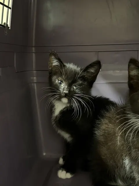 Adoptable Cat