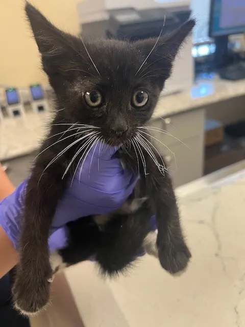 Meowsolini