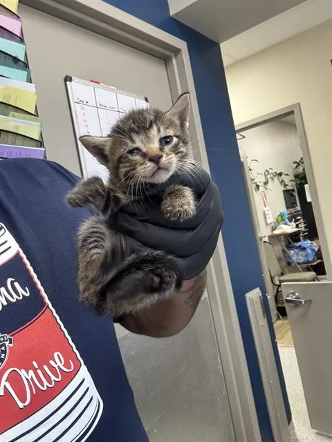 Adoptable Cat
