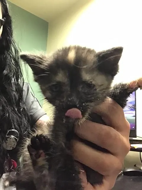 Adoptable Cat