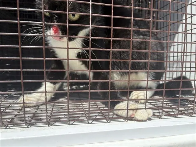 Adoptable Cat