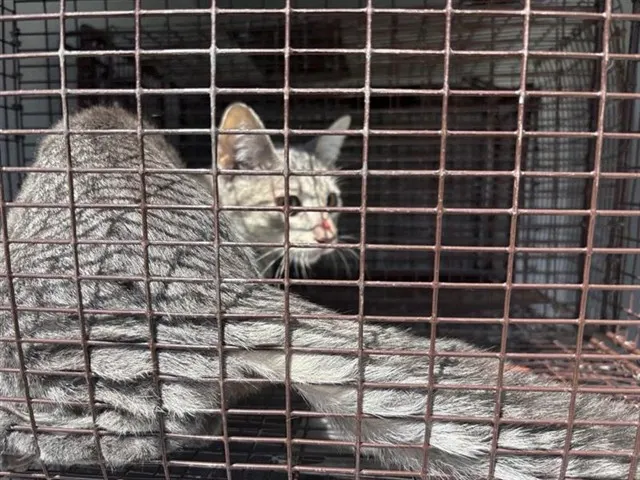Adoptable Cat