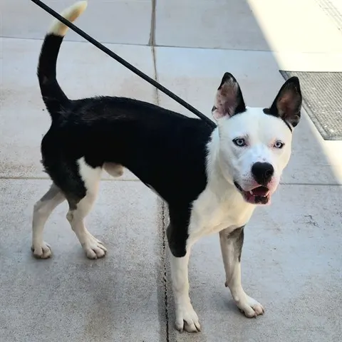 Max