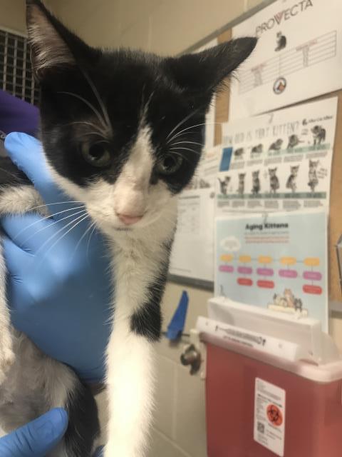 Adoptable Cat