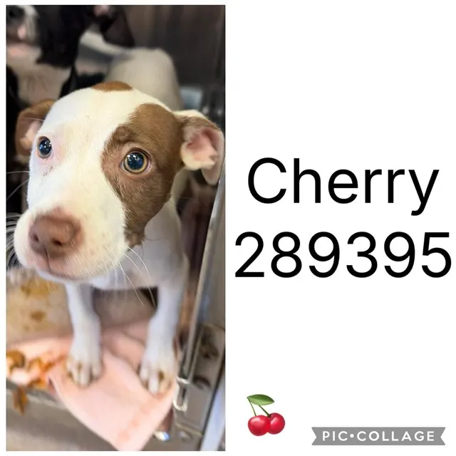 Cherry