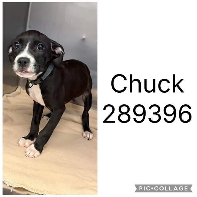 Adoptable Dog