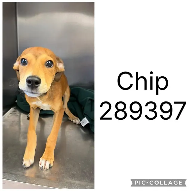 Adoptable Dog