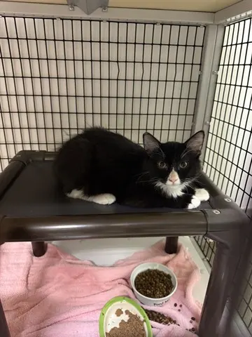 Arya