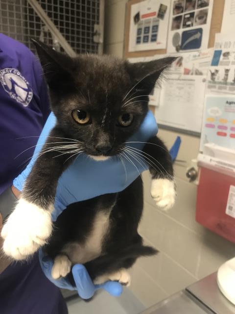 Adoptable Cat