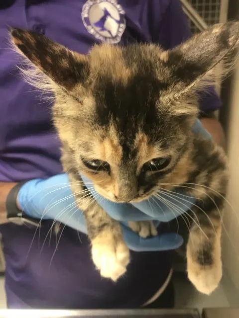 Adoptable Cat