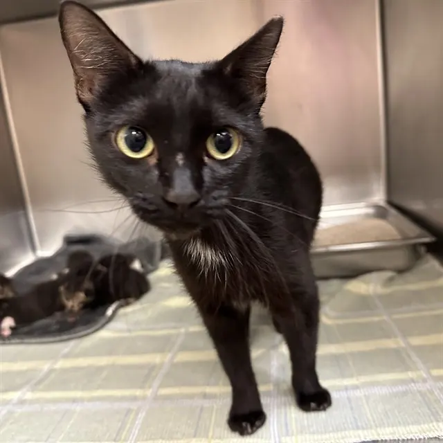 Adoptable Cat
