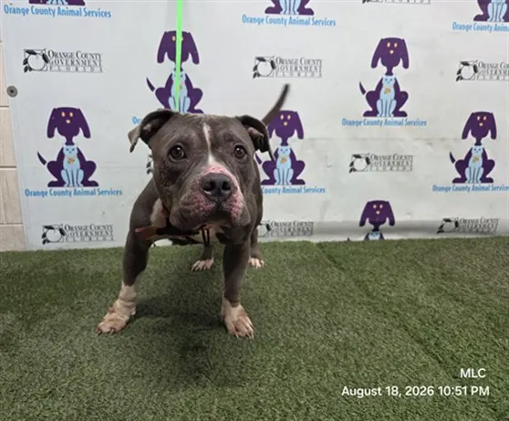 Adoptable Dog