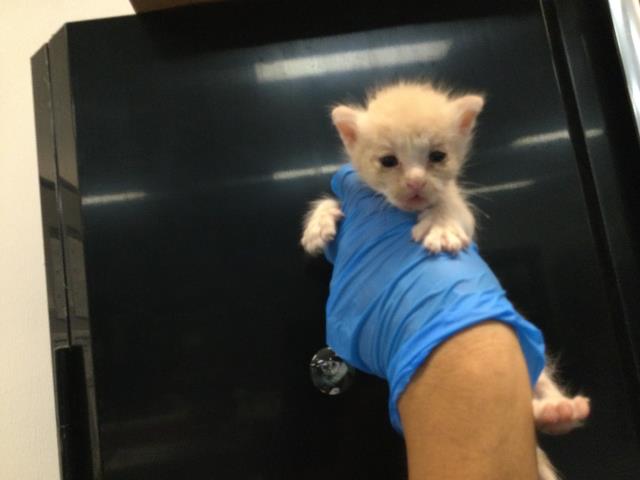 Adoptable Cat