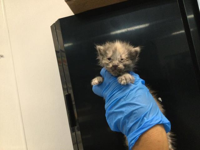 Adoptable Cat
