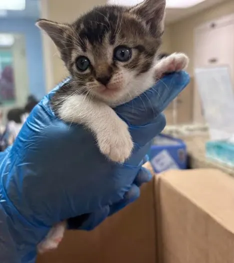 Teeny