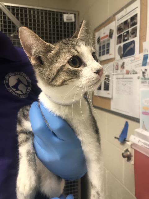 Adoptable Cat