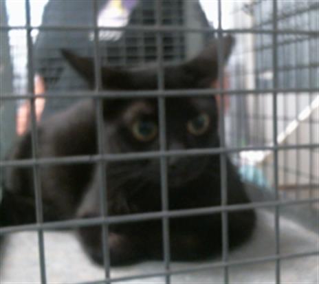 Adoptable Cat