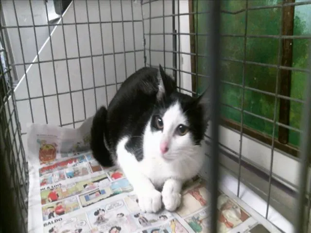 Adoptable Cat