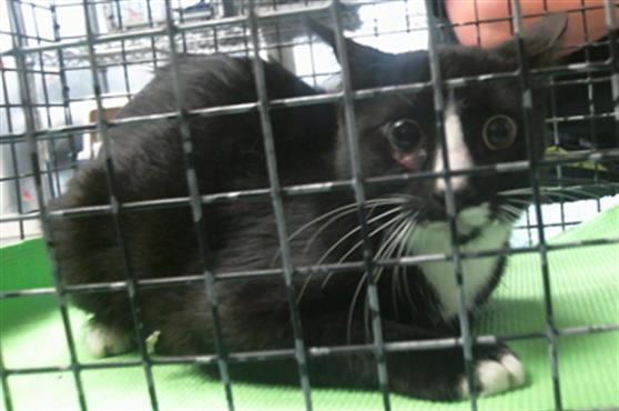 Adoptable Cat