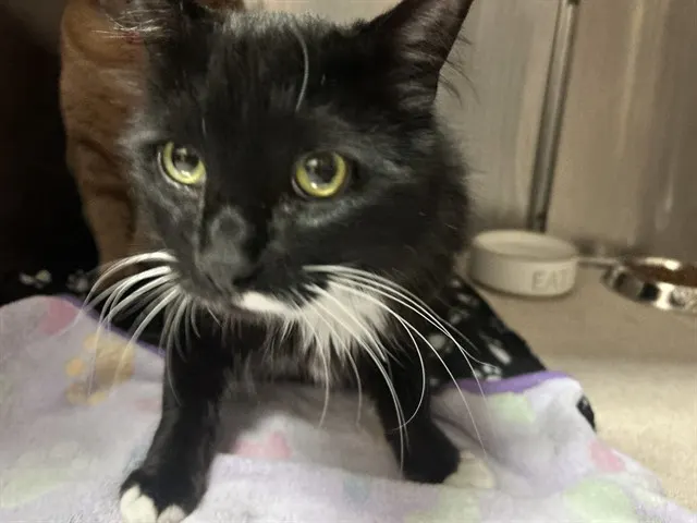 Adoptable Cat