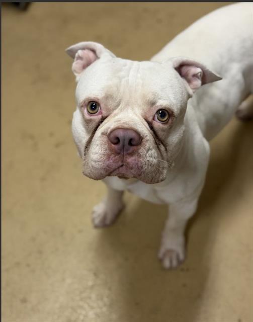 Adoptable Dog