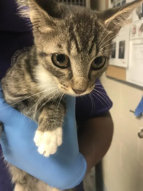 Adoptable Cat