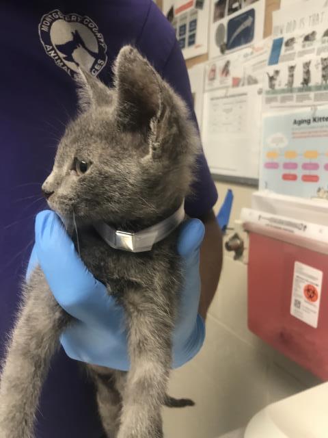 Adoptable Cat