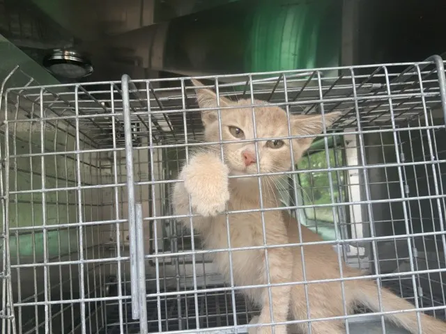 Adoptable Cat