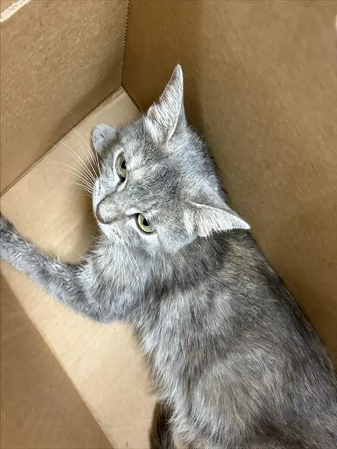 Adoptable Cat