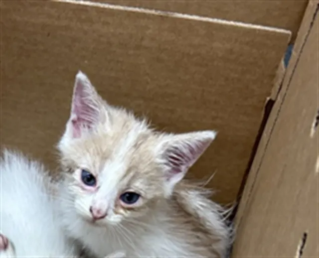 Adoptable Cat