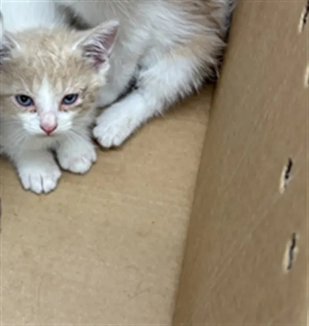 Adoptable Cat