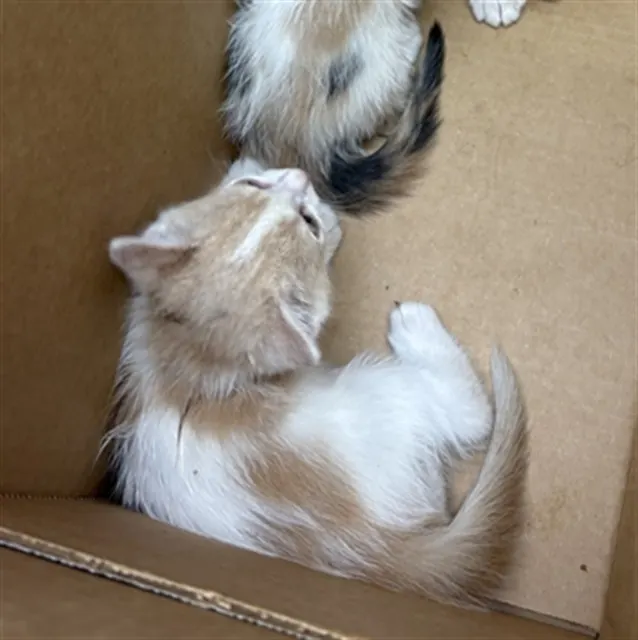 Adoptable Cat