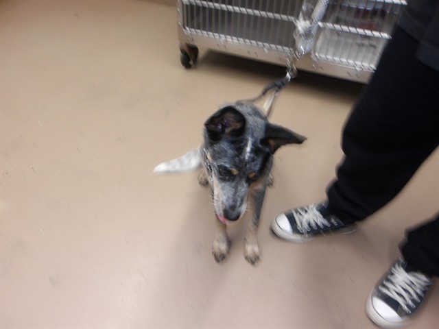 Adoptable Dog