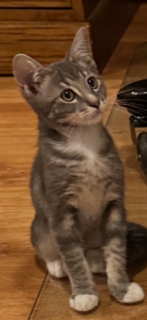 Tabby
