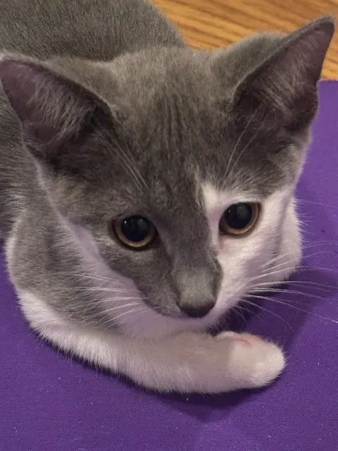 Rascal