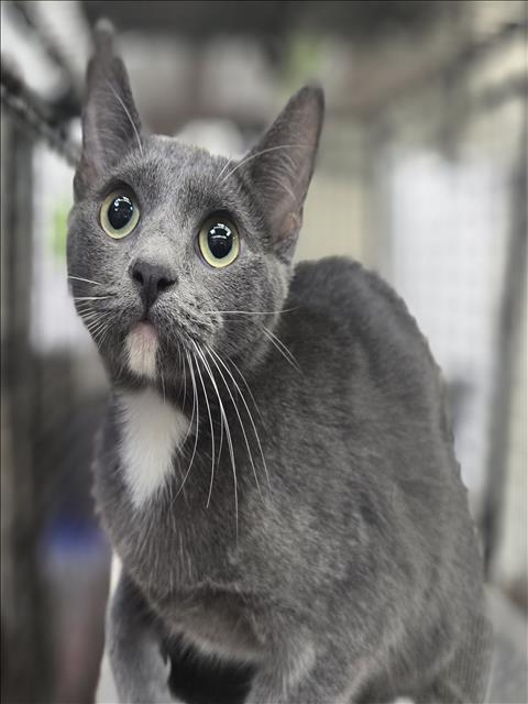 Adoptable Cat