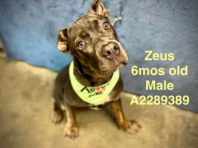Zeus
