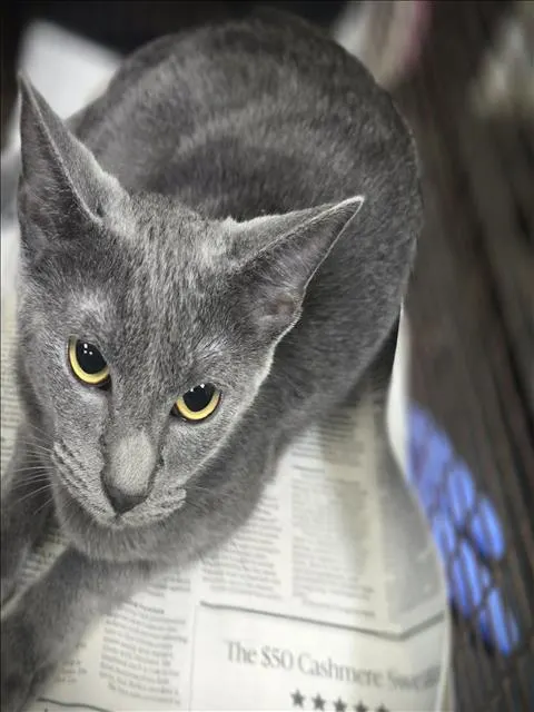 Adoptable Cat