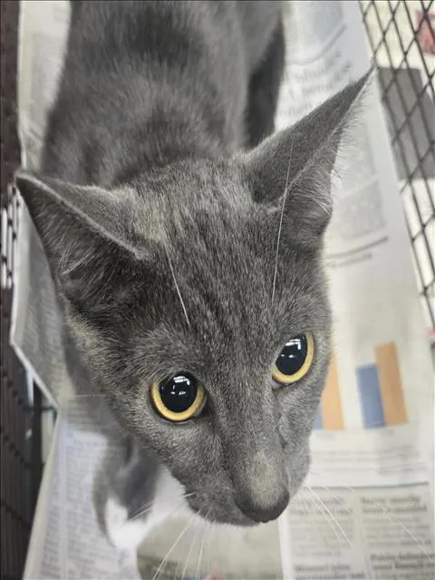 Adoptable Cat
