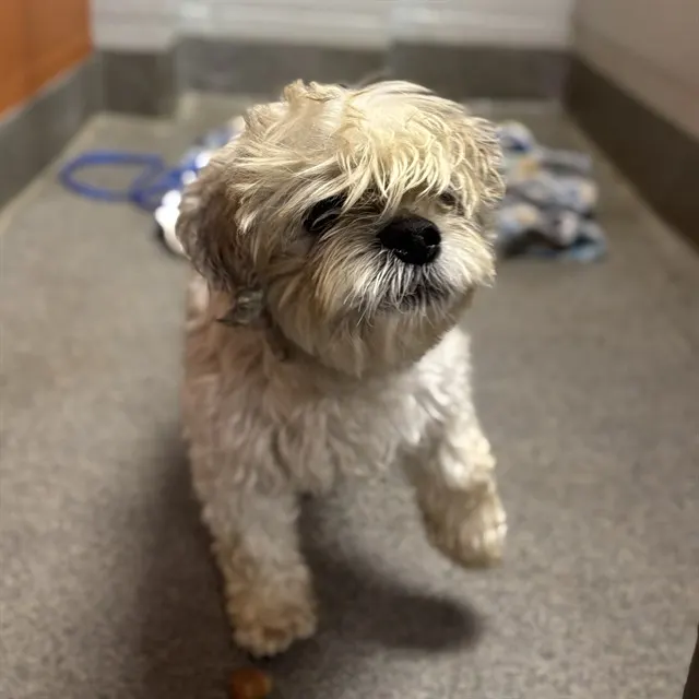 Falkor