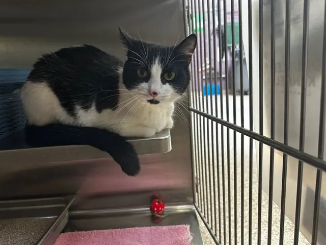 Oreo