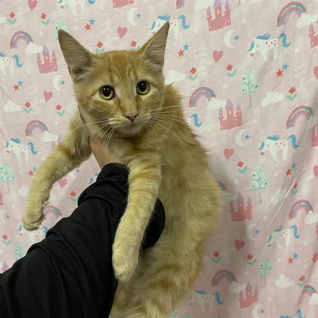 Adoptable Cat