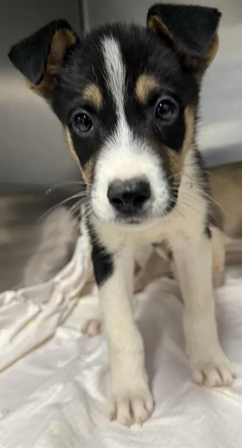 Adoptable Dog
