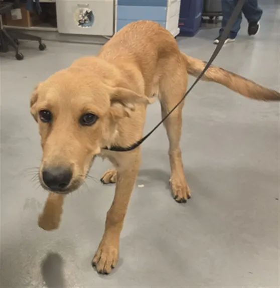 Adoptable Dog