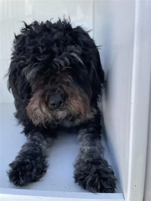 Adoptable Dog
