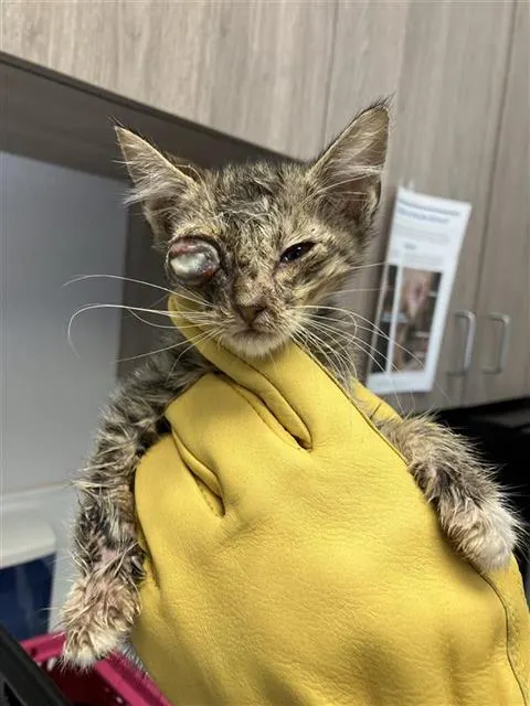 Adoptable Cat