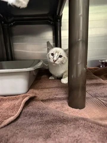 Krystal